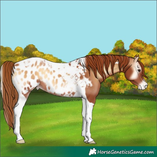 Horse Color:Red Onyx Tobiano Blanket 