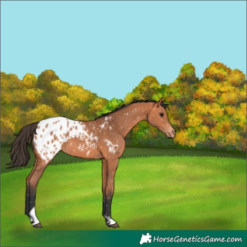 Horse Color:Bay Tobiano Appaloosa 