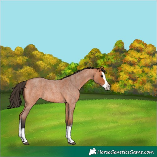 Horse Color:Bay Roan Splash 