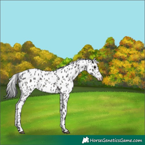 Horse Color:Black Appaloosa 