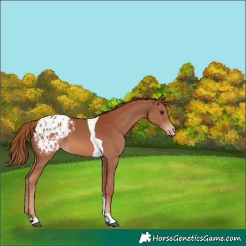 Horse Color:Chestnut Tobiano Appaloosa 