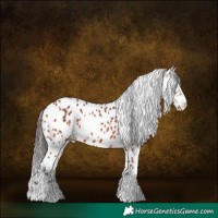 Horse Color:Bay Leopard 