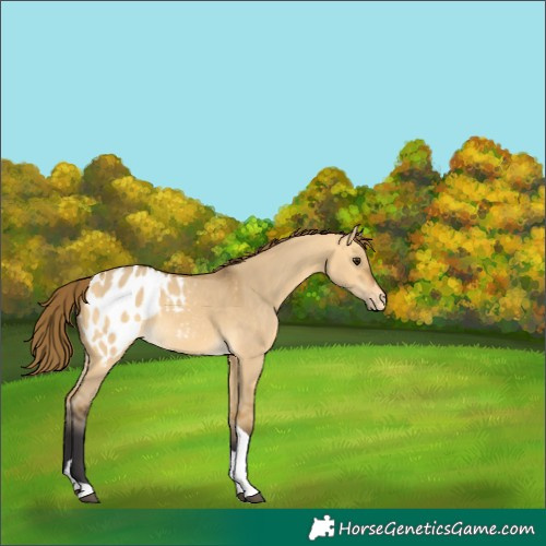 Horse Color:Buckskin Dun Tobiano Appaloosa 