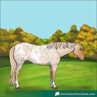 Horse Color:Palomino Roan Tobiano Appaloosa 
