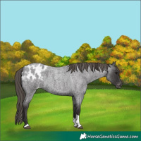 Horse Color:Smoky Blue Roan Tobiano Appaloosa 