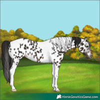 Horse Color:Gray Bay Tobiano Appaloosa 