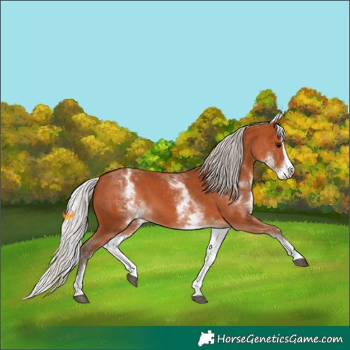 Horse Color:White Spotted Silver Bay Splash 