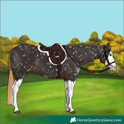 Horse Color:Liver Chestnut Sabino Splash Appaloosa 