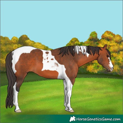 Horse Color:Bay Tobiano 