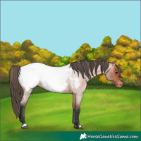 Horse Color:Bay Roan Near Fewspot Rabicano 