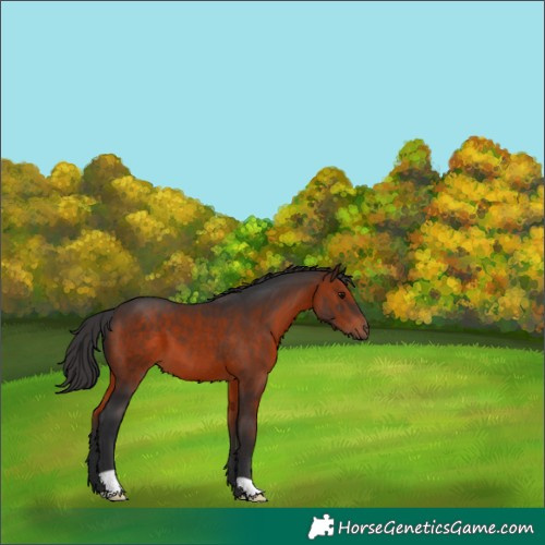 Horse Color:Brown 