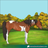 Horse Color:Bay Tobiano Rabicano 