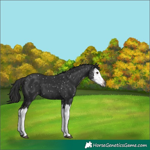 Horse Color:Gray Liver Chestnut Sabino Splash Appaloosa