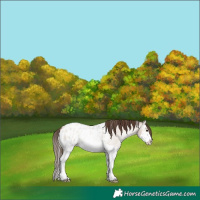 Horse Color:Liver Red Dun Roan Pearl Onyx Sabino Splash Appaloosa 