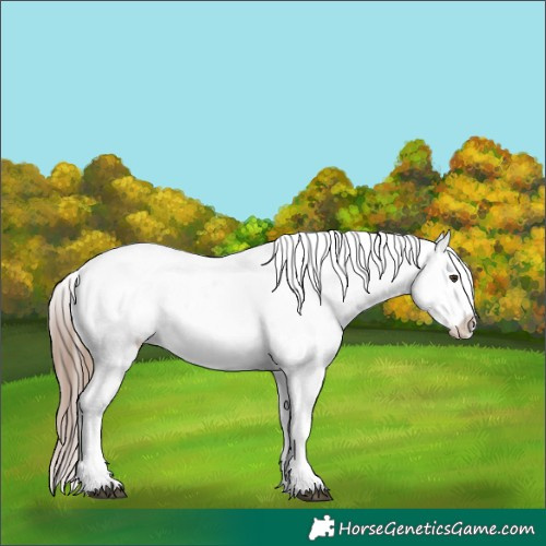 Horse Color:Liver Chestnut Sabino Splash Appaloosa 