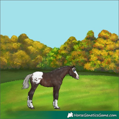 Horse Color:Silver Brown Sabino Splash Appaloosa 