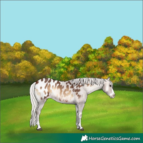Horse Color:Silver Brown Onyx Sabino Splash Blanket 