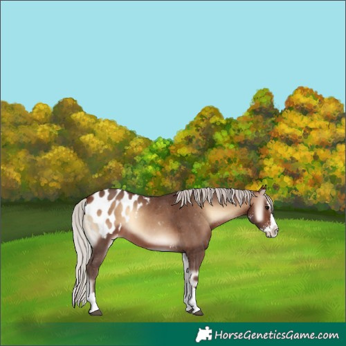 Horse Color:Silver Brown Onyx Sabino Splash Appaloosa 