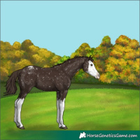 Horse Color:Liver Chestnut Sabino Splash Snowflake Varnish