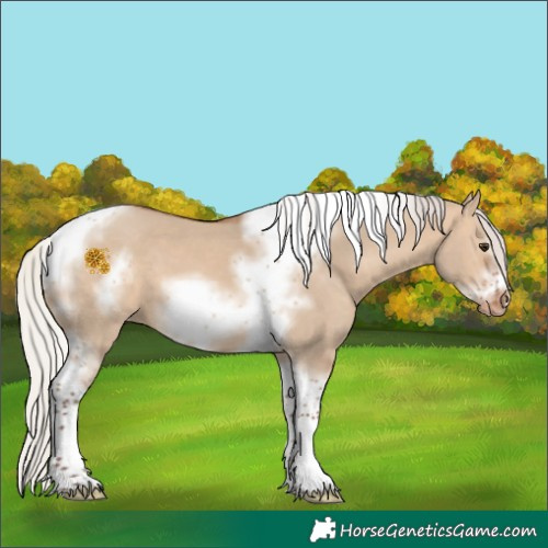 Horse Color:Silver Brown Dun Sabino Tobiano Frame Appaloosa 