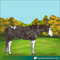 Horse Color:Liver Chestnut Sabino Splash Appaloosa 