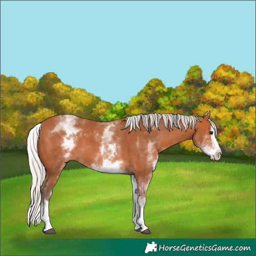 Horse Color:White Spotted Silver Bay Splash 