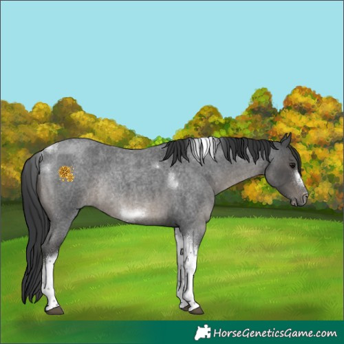 Horse Color:Blue Roan Tobiano Frame Rabicano 