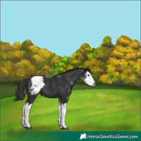 Horse Color:Gray Liver Chestnut Sabino Splash Appaloosa 