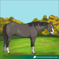 Horse Color:Grullo Splash 