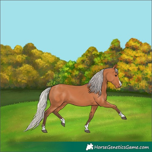Horse Color:Silver Bay 