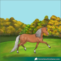 Horse Color:Silver Bay 