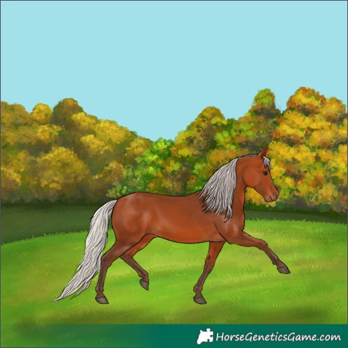 Horse Color:Silver Bay 