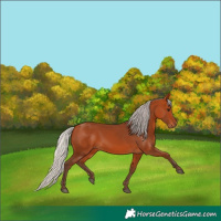 Horse Color:Silver Bay 