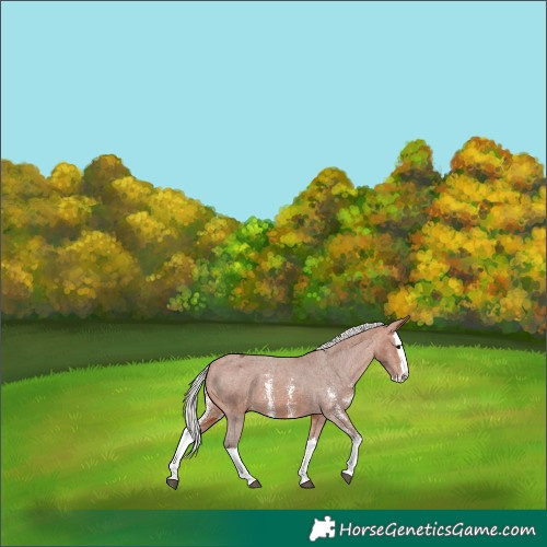 Horse Color:Silver Bay Sabino Splash Appaloosa 