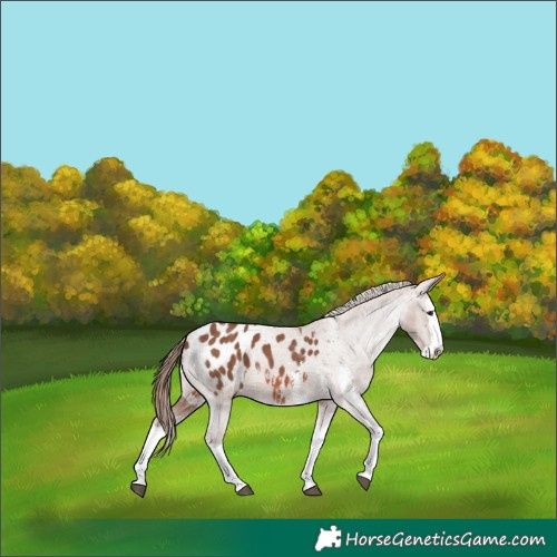 Horse Color:Chestnut Sabino Splash Appaloosa 