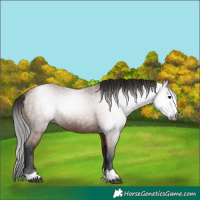 Horse Color:Gray Bay 
