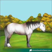 Horse Color:Gray Bay 