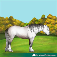 Horse Color:Gray Bay 