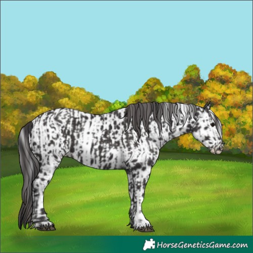 Horse Color:Smoky Black and Smoky Black Leopard