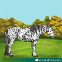 Horse Color:Smoky Black  and Smoky Black Leopard 