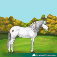 Horse Color:Liver Chestnut Sabino Splash Snowflake Varnish