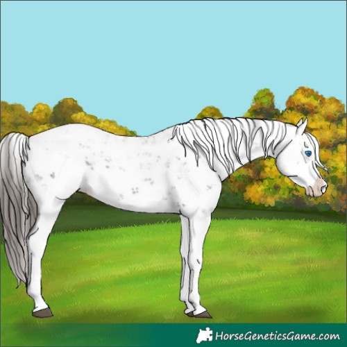 Horse Color:Liver Chestnut Sabino Splash Appaloosa