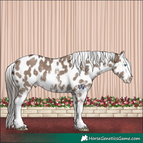 Horse Color:Liver Red Dun Sabino Splash Appaloosa 