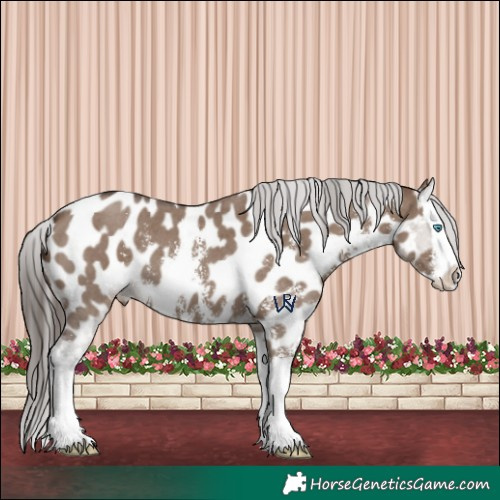 Horse Color:Liver Red Dun Sabino Splash Appaloosa 