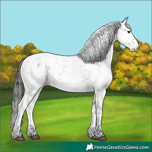 Horse Color:Liver Chestnut Sabino Snowcap