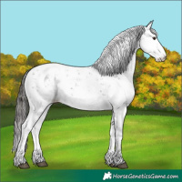 Horse Color:Liver Chestnut Sabino Appaloosa 