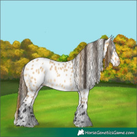 Horse Color:Buckskin Dun Appaloosa 