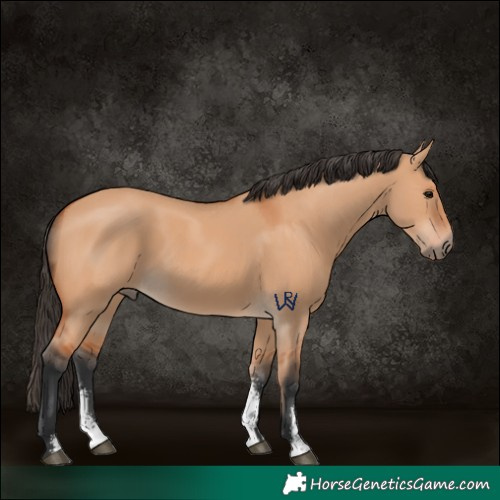 Horse Color:Bay Dun Sabino 