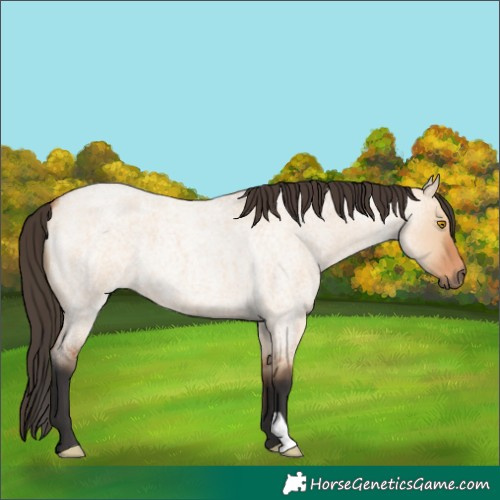 Horse Color:Bay Roan Dun 