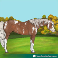 Horse Color:Silver Black Sabino Splash 